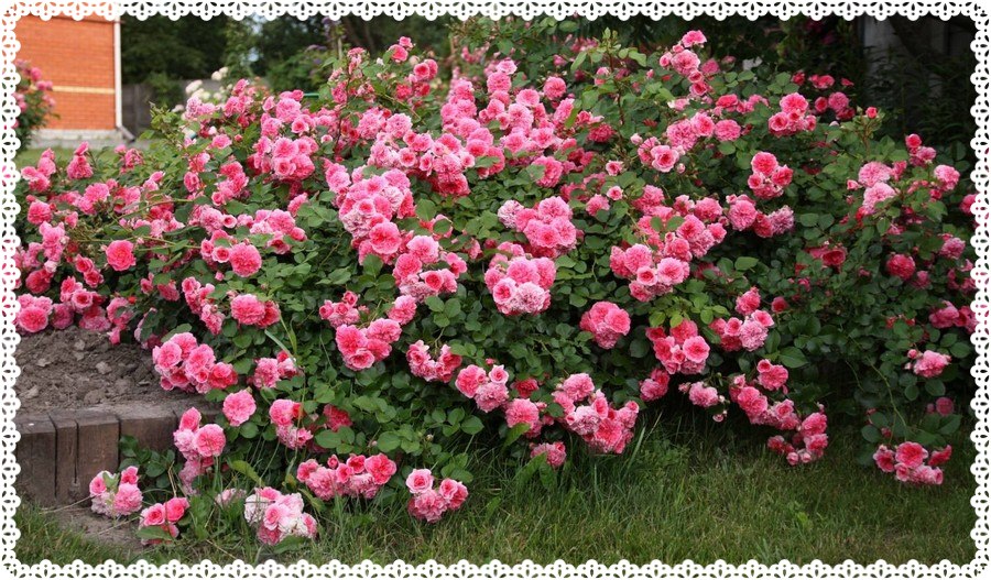 Pink Swany róża okrywowa